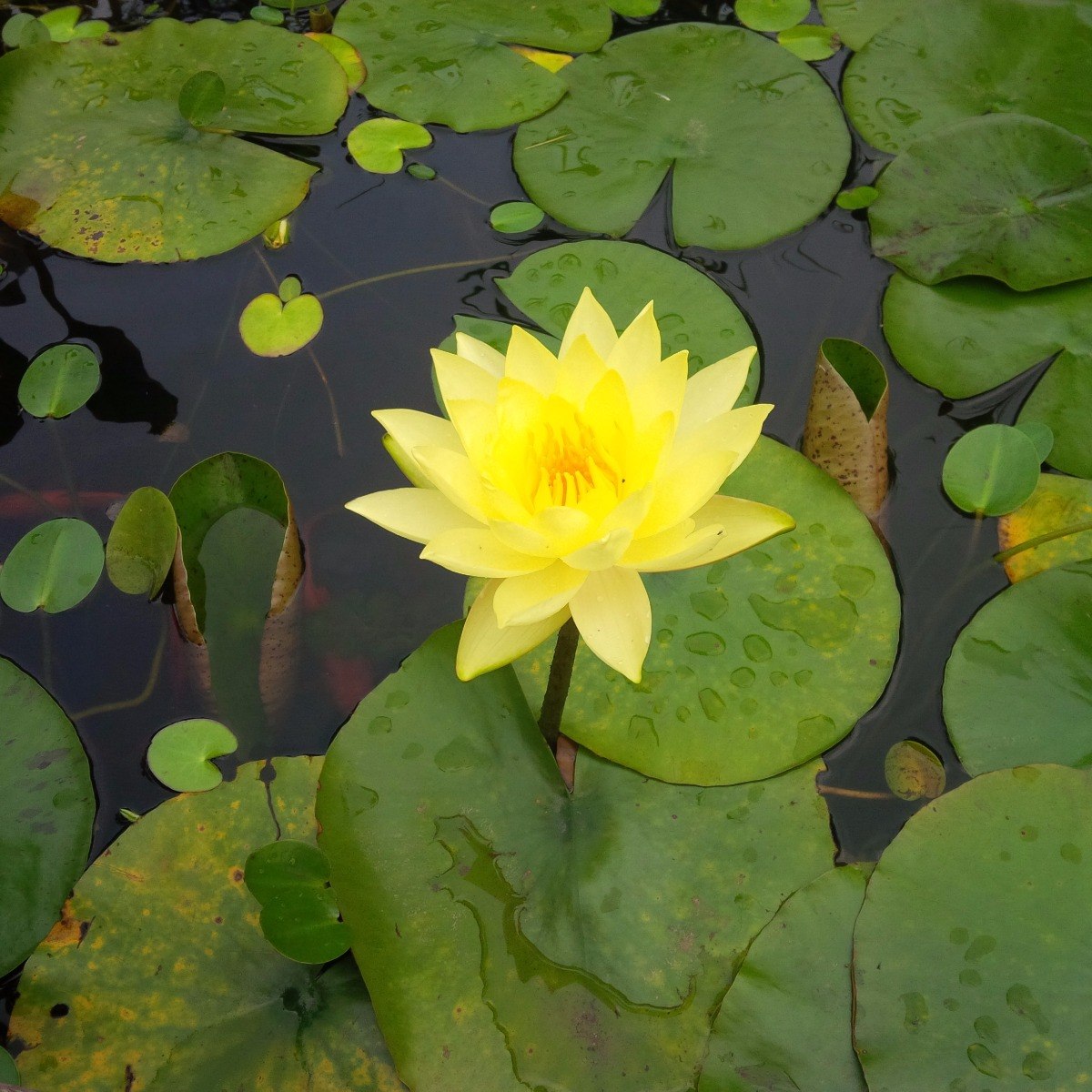 Nenufar Flor De Gran Tama O Color Amarillo Para Estanques En