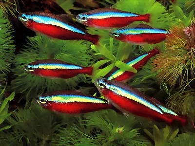 10-peces-neon-cardenal-paracheirodon-axelrodi-centro-mdeo-D_NQ_NP_22571-MLU20232628299_012015-F.jpg