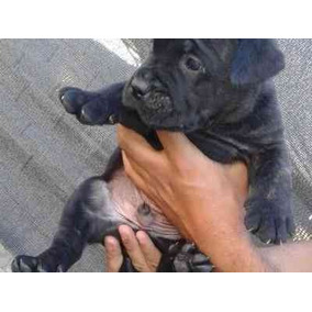 Erizo Cachorro Perros De Raza Cane Corso En Mercado Libre Argentina