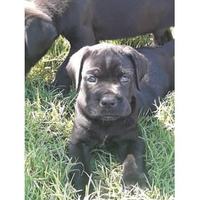 Cachorros Doberman Azul Perros De Raza Cane Corso En Mercado Libre