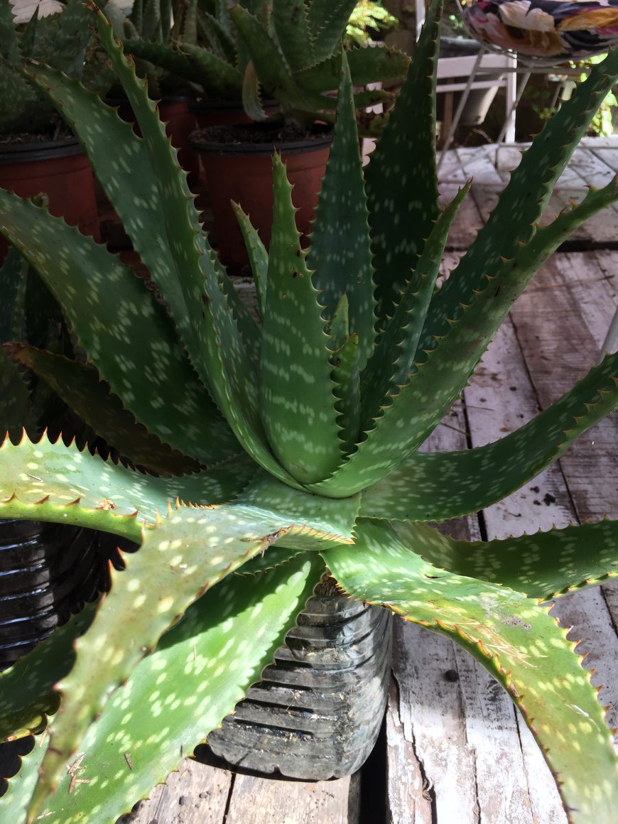 Aloeveraplant Succulents Plants  Garden Flowers