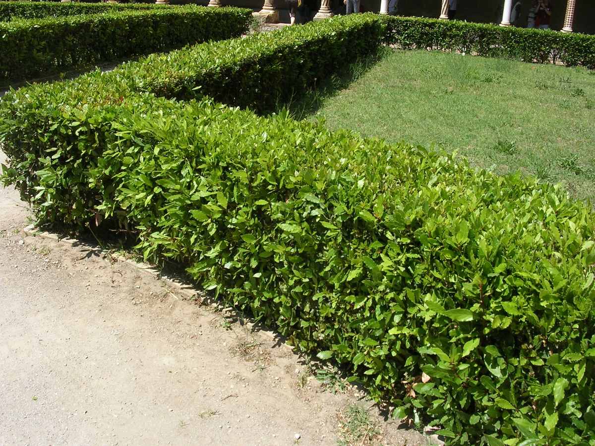 Arbol De Ligustro 150,00 en Mercado Libre