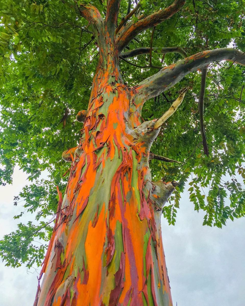 Arbol Eucalipto Arco Iris