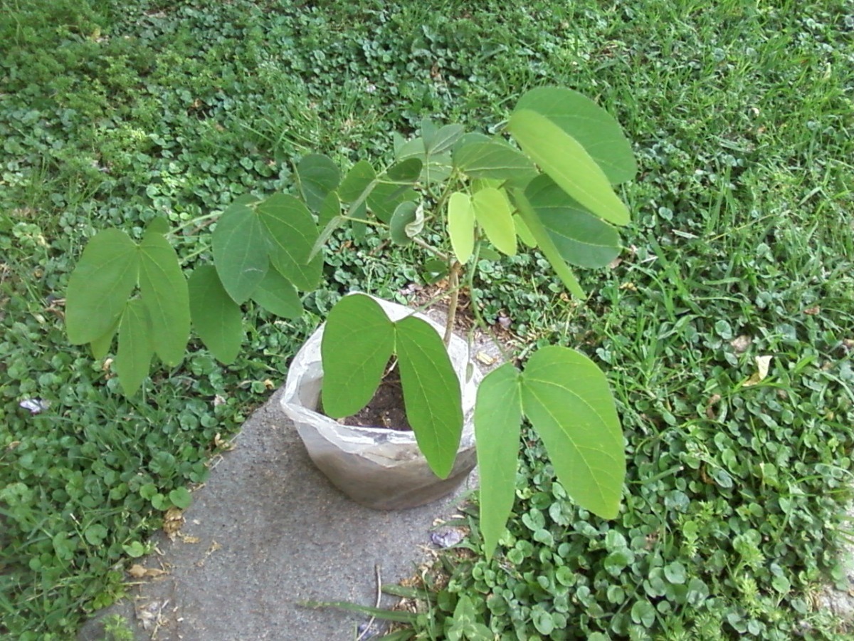 Arbol Orquidea Pata De Vaca Medicinal C Organico 160 00