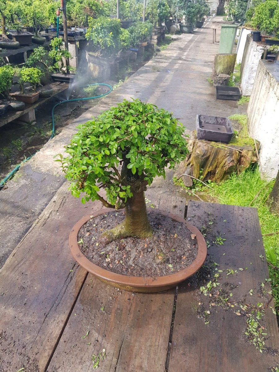 Bonsai Ejemplar Olmo 35 Años - $ 9.900,00 en Mercado Libre