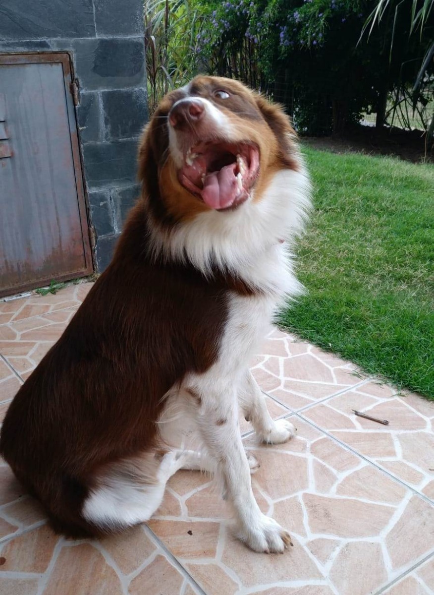 Border Collie Chocolate Puro Para Monta Pedigree Kennel Kcu - U$S 300