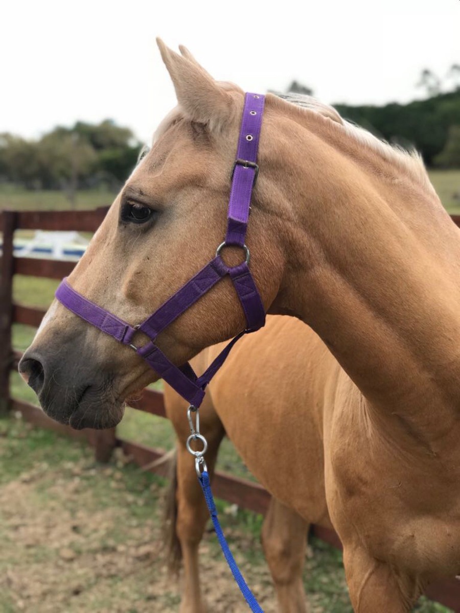 caballo-bayo-palomino-es-nico-50-000-00-en-mercado-libre