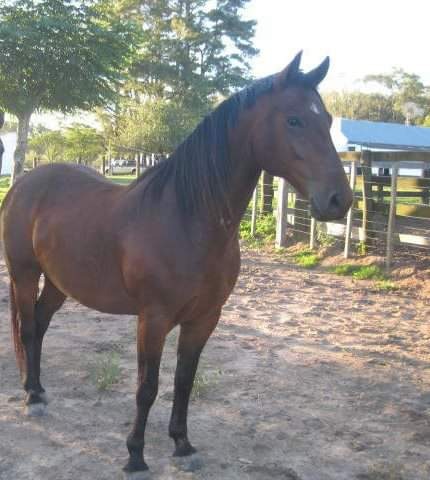 Caballo Cuarto De Milla - $ 26.000,00 en Mercado Libre Caballo Cuarto De Milla - $ 26.000,00 en Mercado Libre