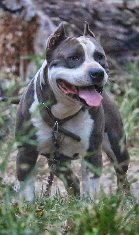 Cachorros American Pit Bull Terrier Los Mejores En Uruguay