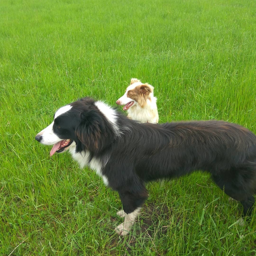 Cachorros Border Collie - $ 8.000,00 en Mercado Libre