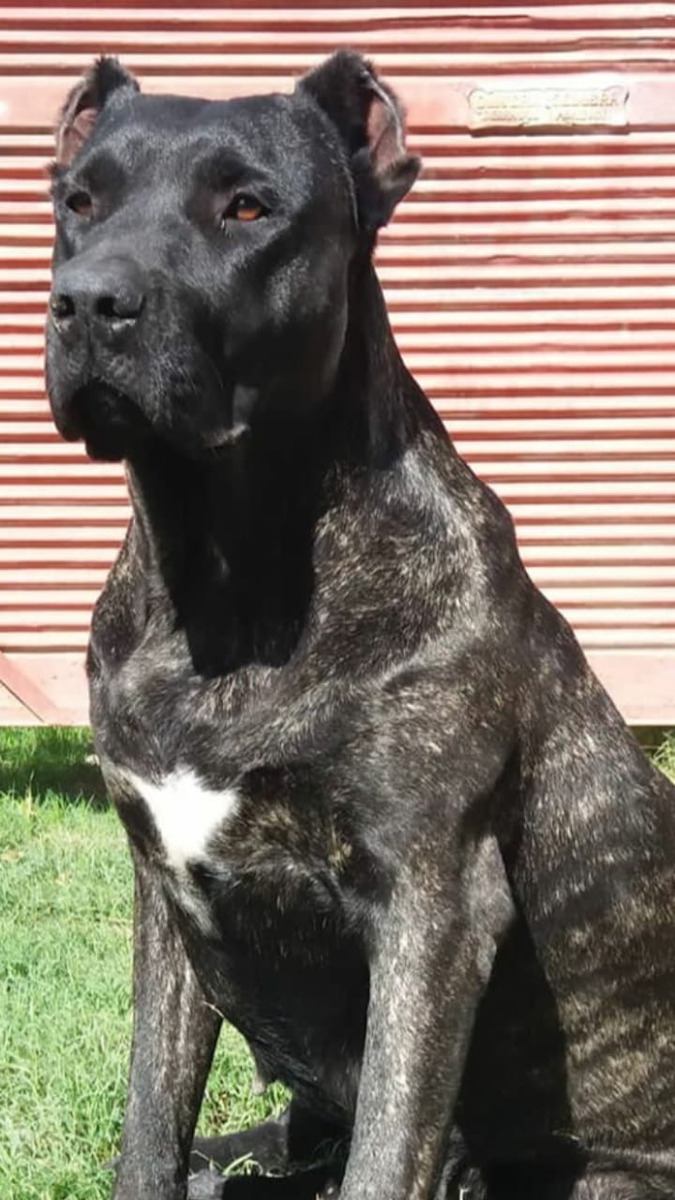 Perro Cimarrón: The Untamed Dog Breed 8 Perro Cimarrón Feed