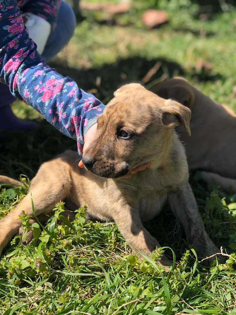 Cachorros Cimarrones Machos - $ 150,00 en Mercado Libre