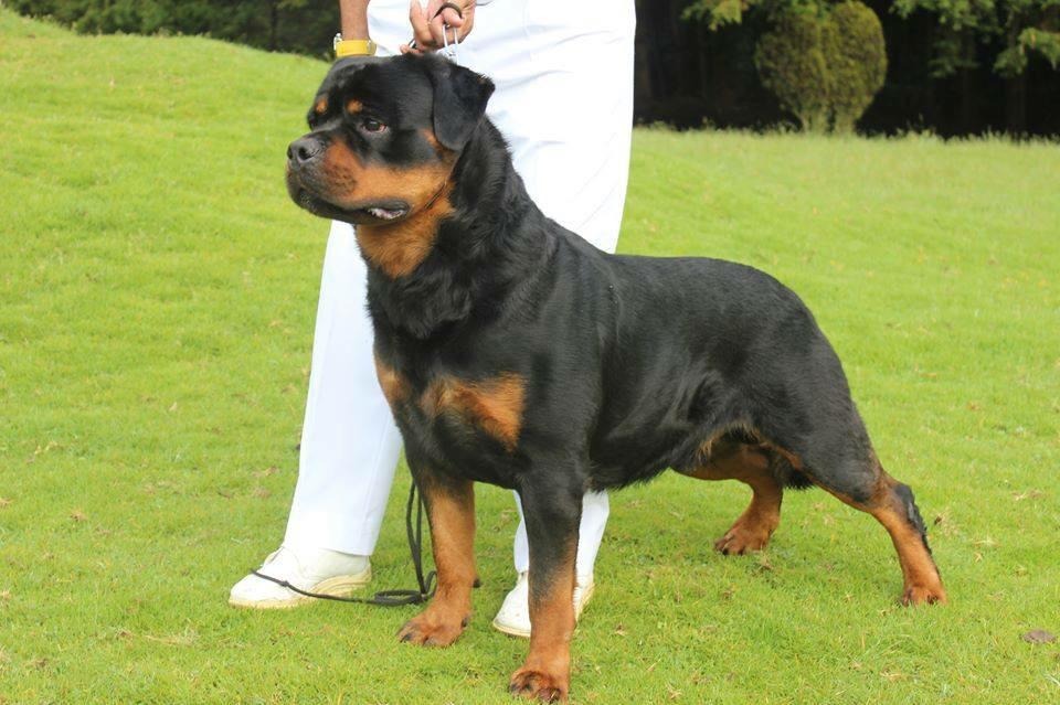 Cachorros De Rottweiler Con Pedigree Kcu Seña 100 - U$S 100,00 en