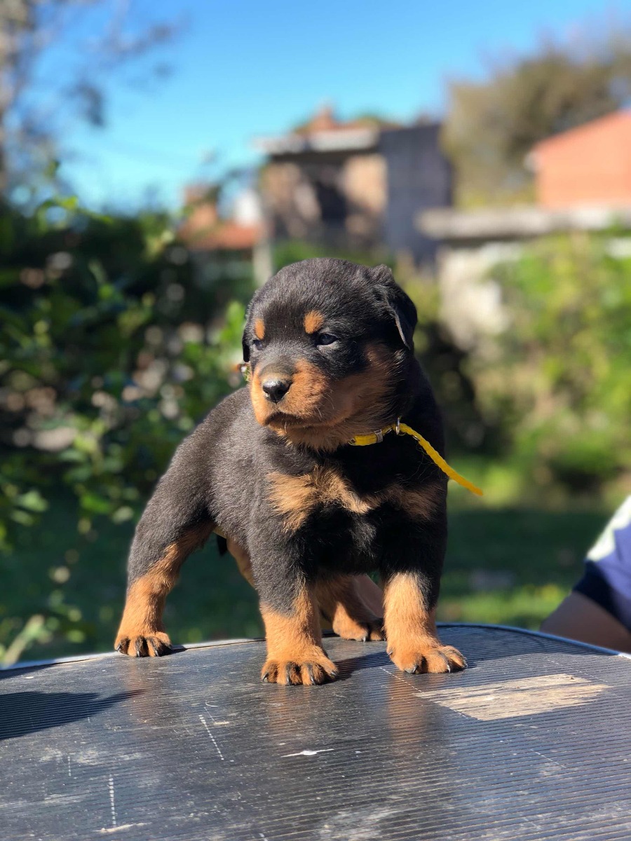 Cachorros Rottweiler Pedigree Kcu. Padre Múltiple Campeón ...