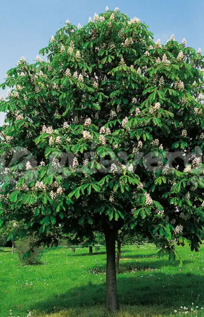 Para que sirve el arbol de castano
