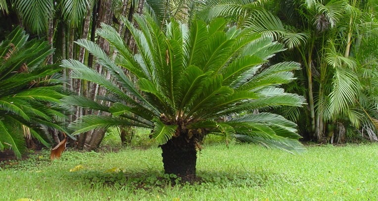 Cycas revoluta фото