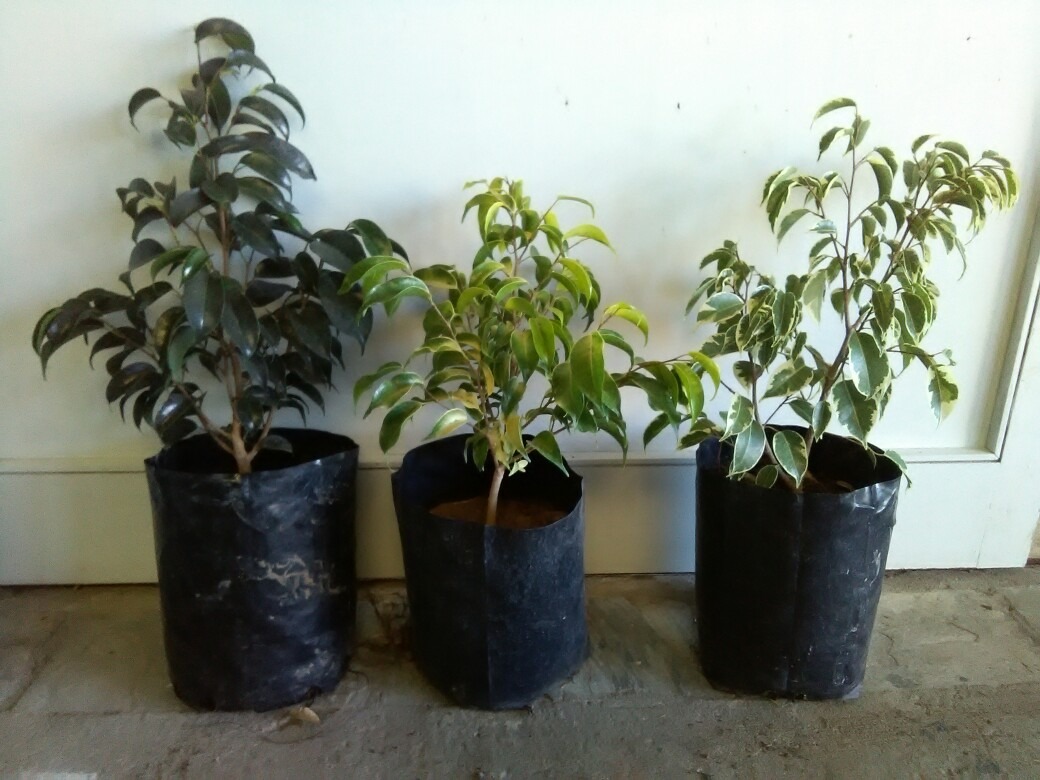 Ficus m Árboles Plantas De Interior Vivero en Mercado Libre