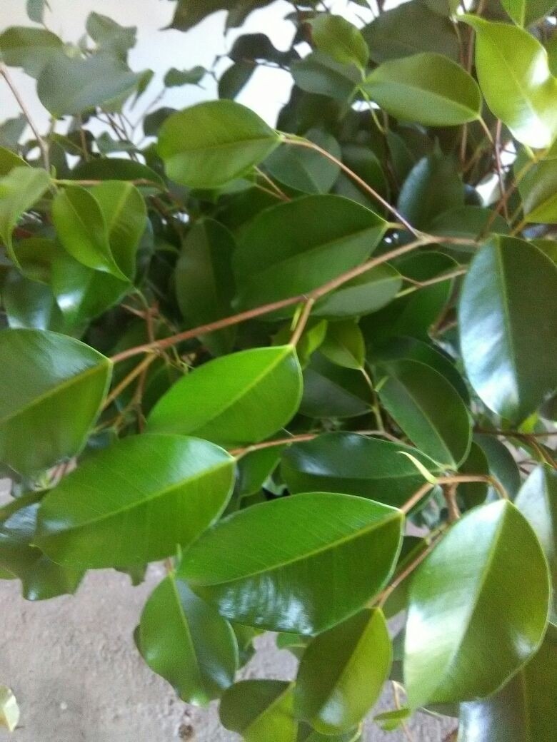 Ficus M Arboles Plantas De Interior Vivero En Mercado Libre