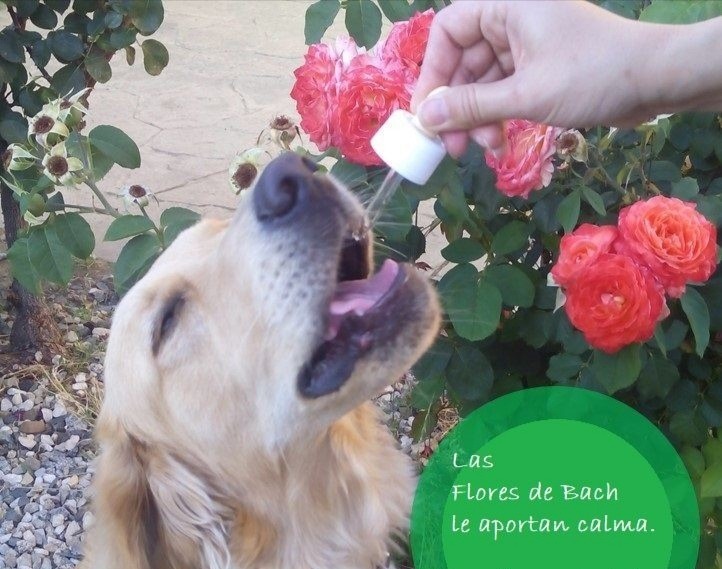 Depresion para flores la bach de