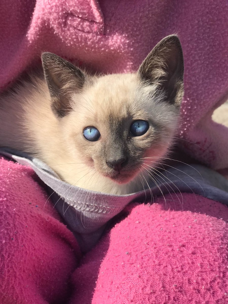 Gatitos Siameses 1 500 00 En Mercado Libre