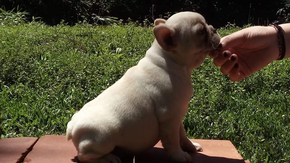 Hembra Bulldog Frances Crema Con Pedigree Internacional ...