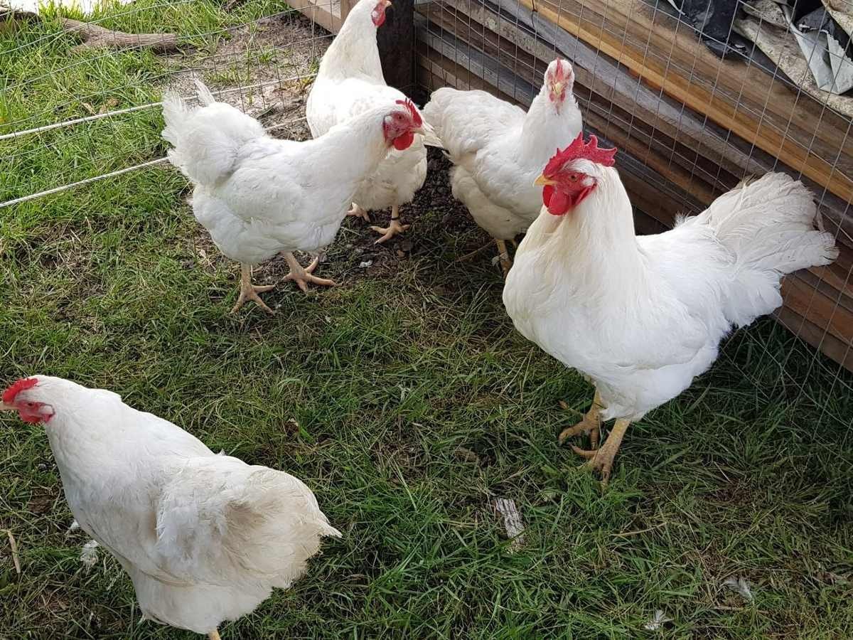 Huevos Fértiles Gallina Plymouth Rock Barrada Y Blanca - $ 50,00 en