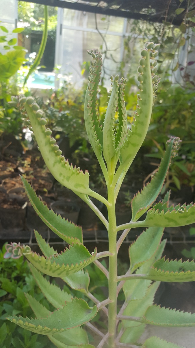 Kalanchoe Daigremontiana 200 00 En Mercado Libre   Kalanchoe Daigremontiana D NQ NP 917574 MLU26395440612 112017 F 