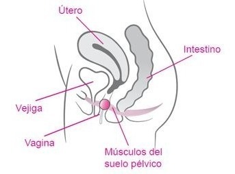 Como ejercitar el suelo pelvico