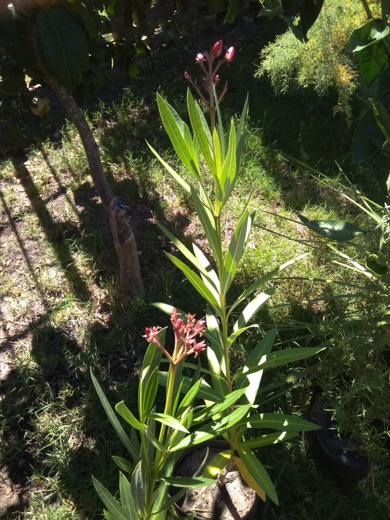 Tipos De Laurel De Jardin