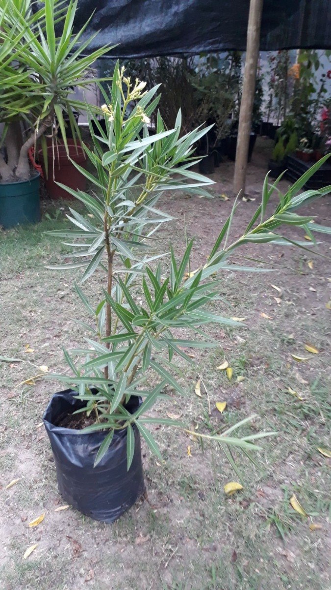 Advierten Sobre El Uso Indebido Del Arbusto Laurel De Jardn