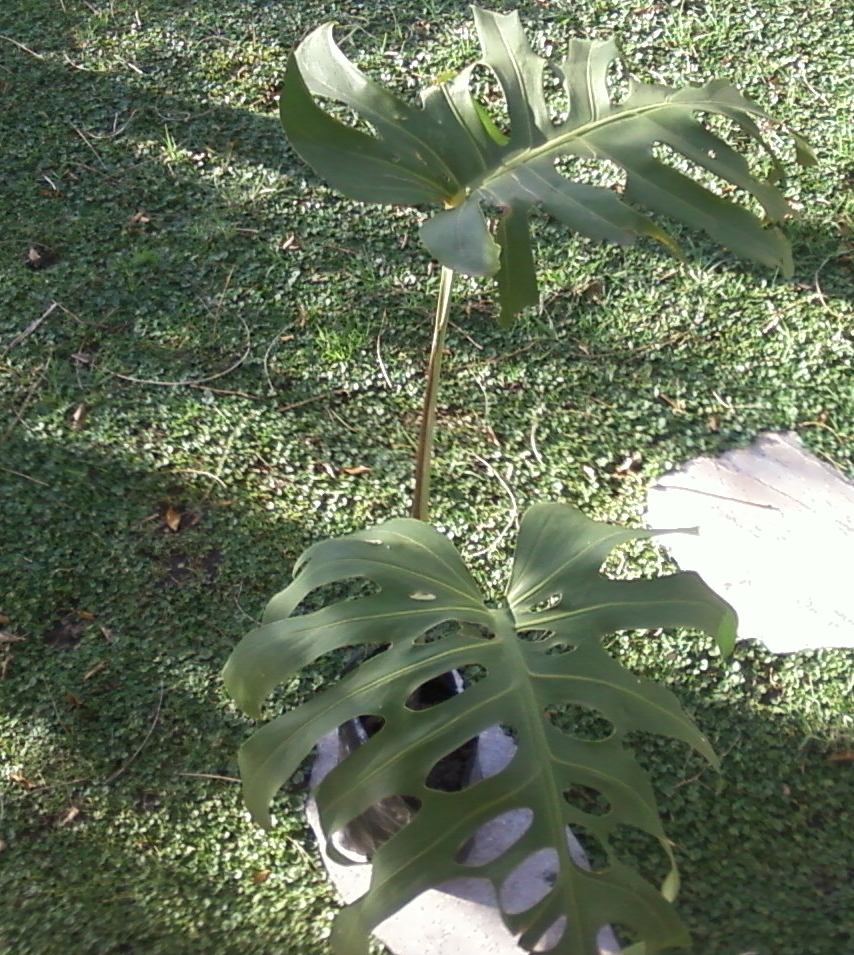 Monstera, Esqueleto De Caballo - Interior O Exterior Desde ...