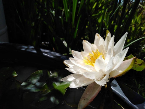 Nenufar Blanco Ninfa De Agua Nimphaea Acuaticas Vivero 700