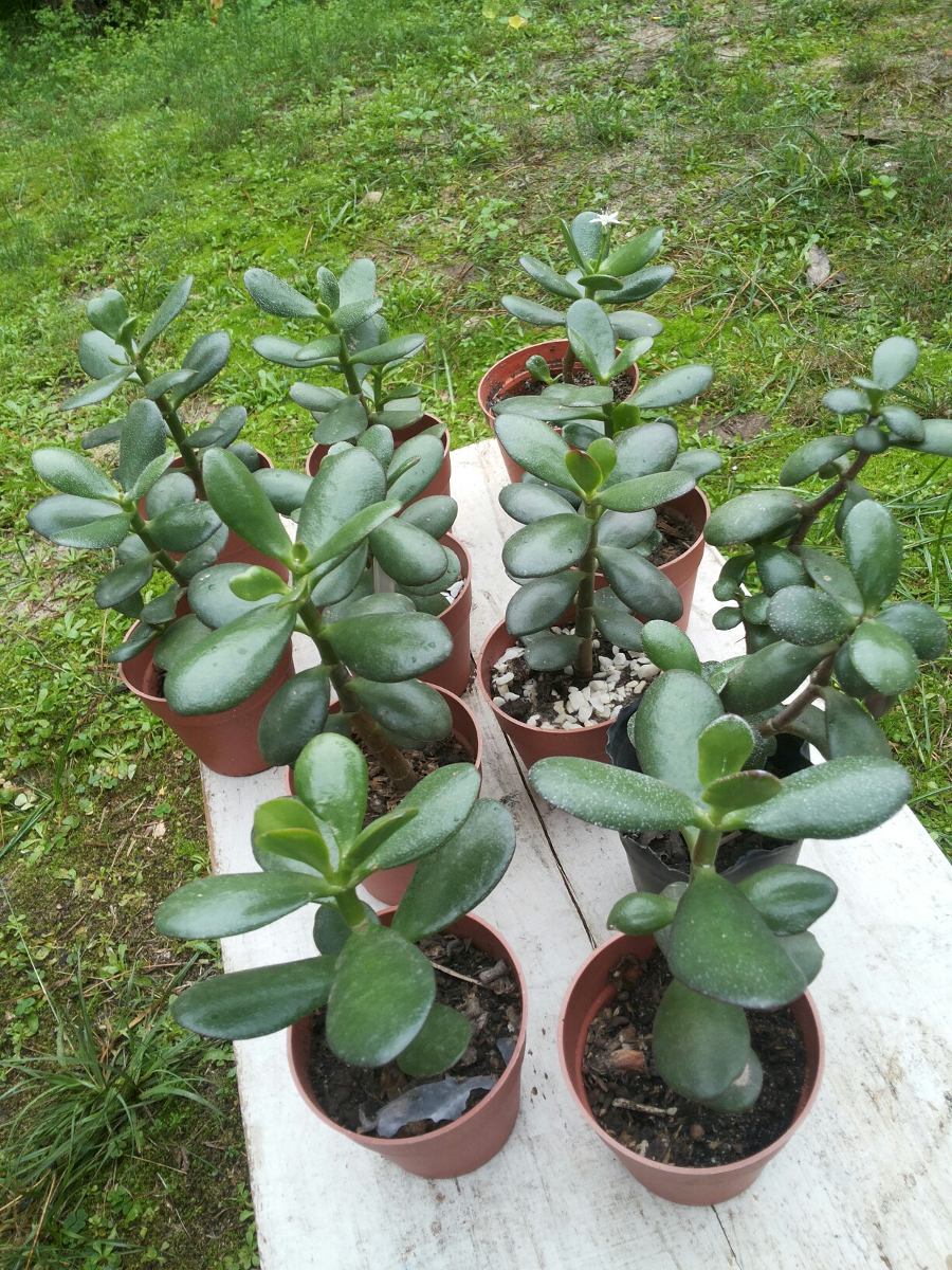 oferta !!!!! Planta De Arbol De Jade O De La Fortuna - $ 100,00 en