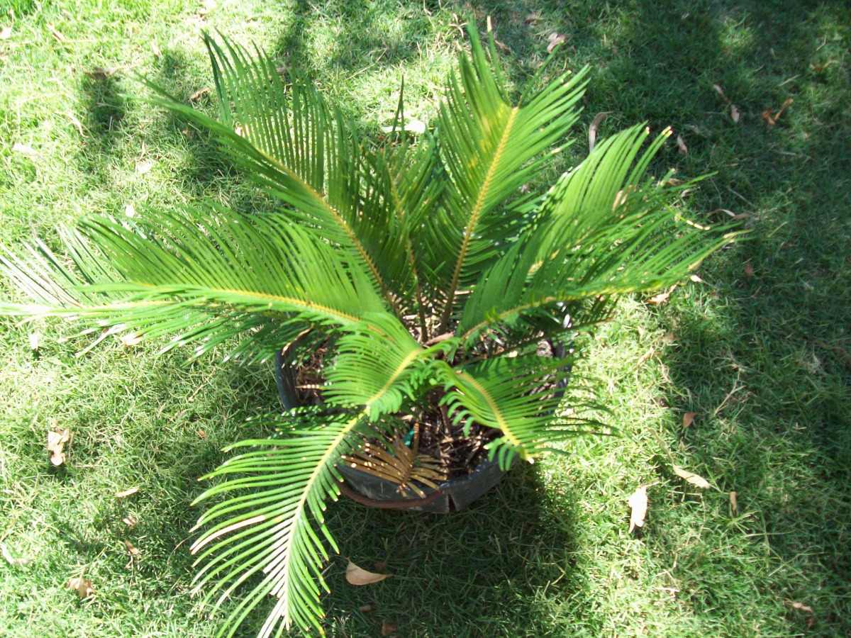 Palmera Cica (cycas Revoluta) - Palmera De Jardin - $ 2.500,00 en ...