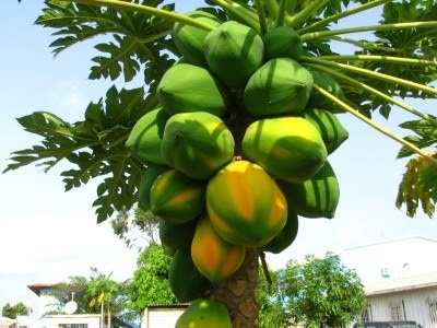 papaya pagos