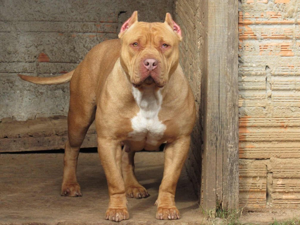 Pitbull Raza Pit Monster Pedigree Ibc