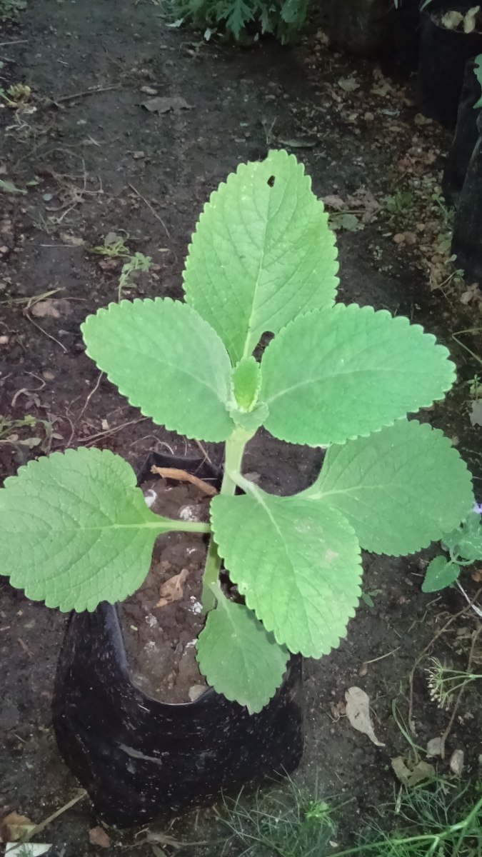 Planta De Boldo De La India Plectranthus Barbatus Medicinal My Xxx Hot Girl 7914