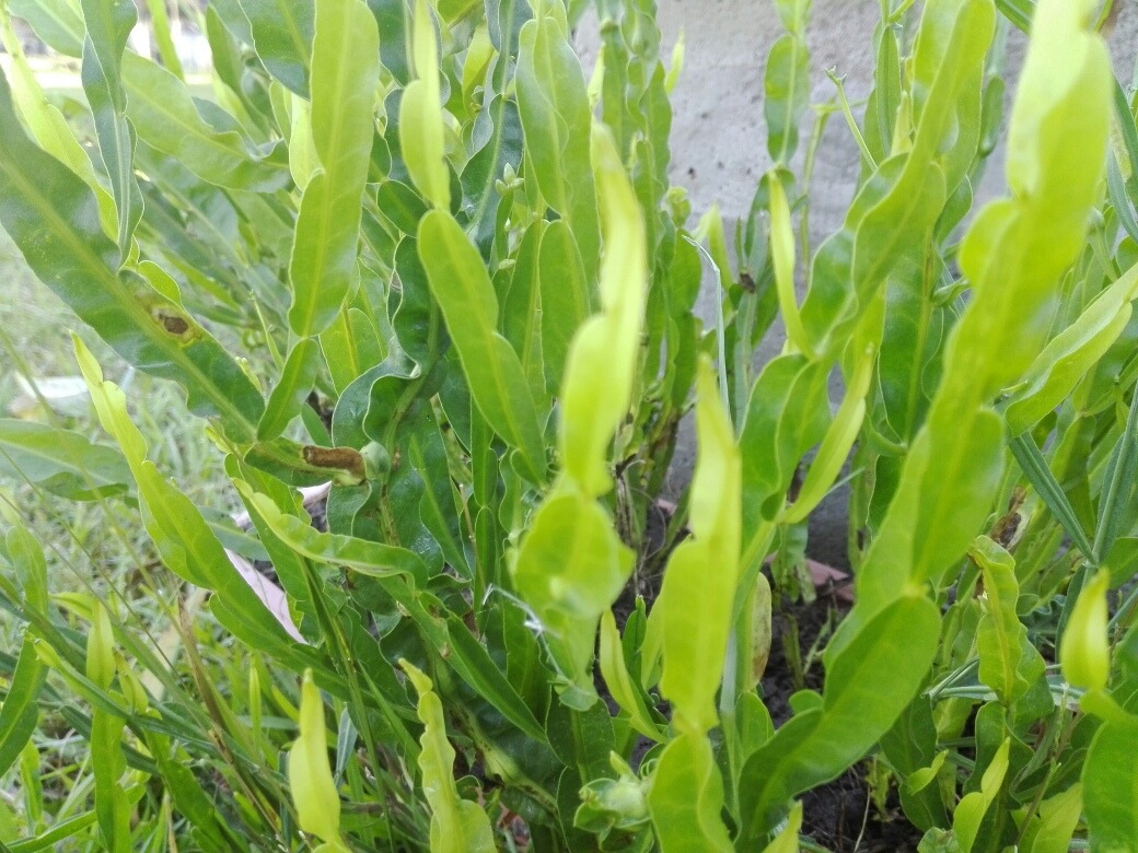 Carqueja propiedades planta medicinal