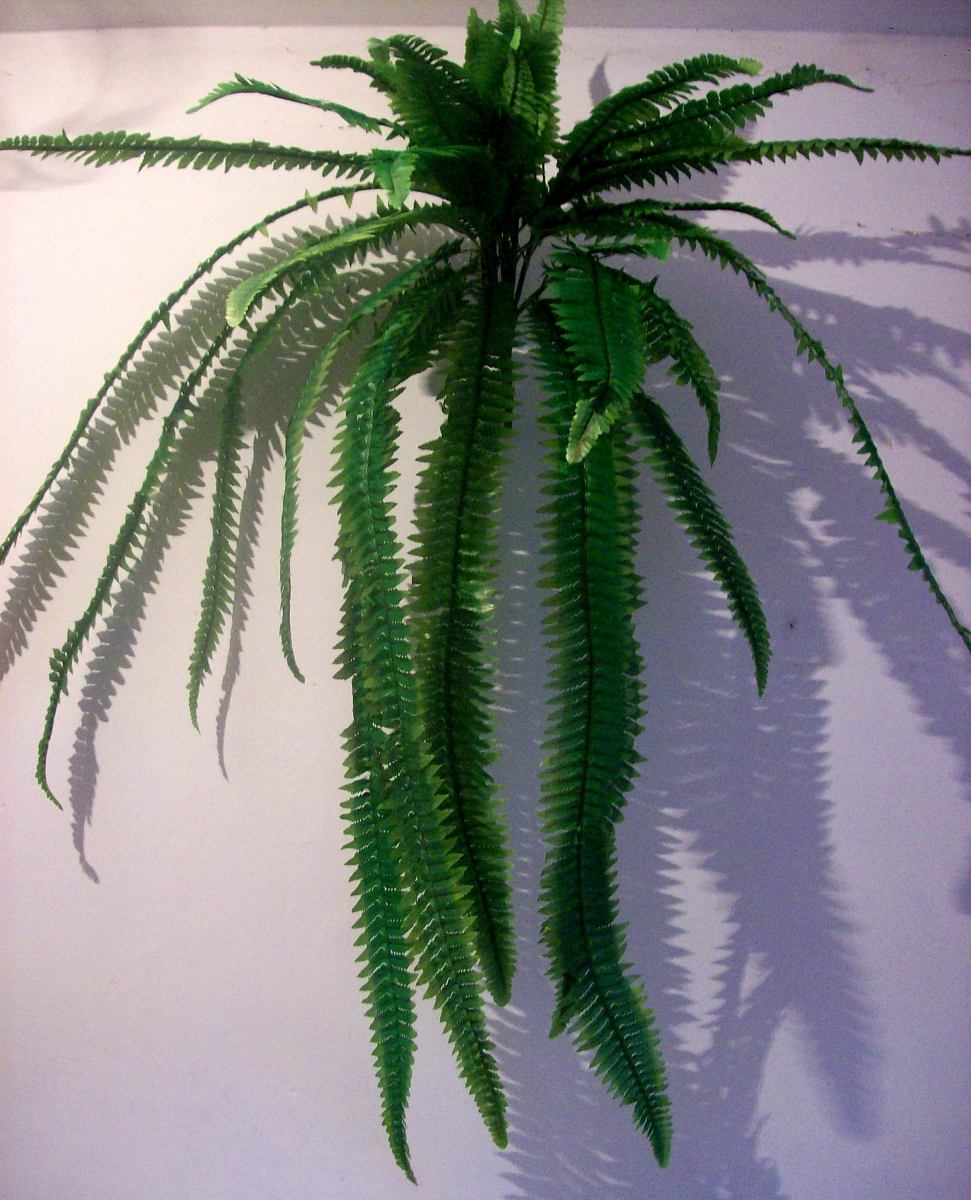 Plantas Para Interior Helecho