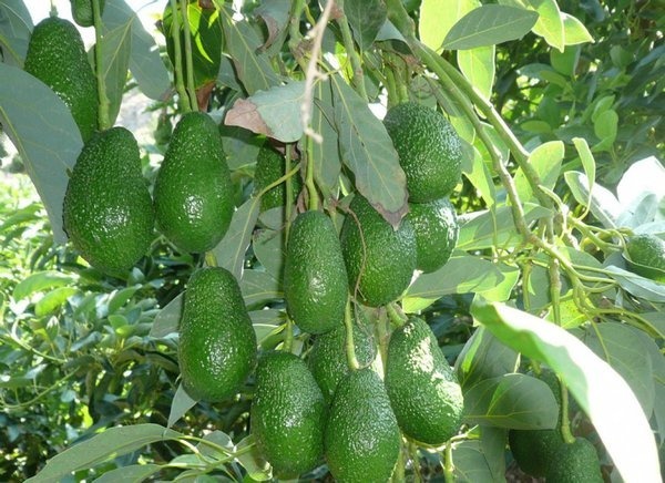 Cunto Tiempo Pasa Entre La Flor Y La Fruta De Un Aguacate