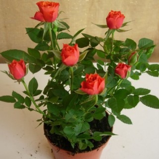 Plantas De Rosas Miniatura Ideal Interiores O Exteriores - $ 250,00 en