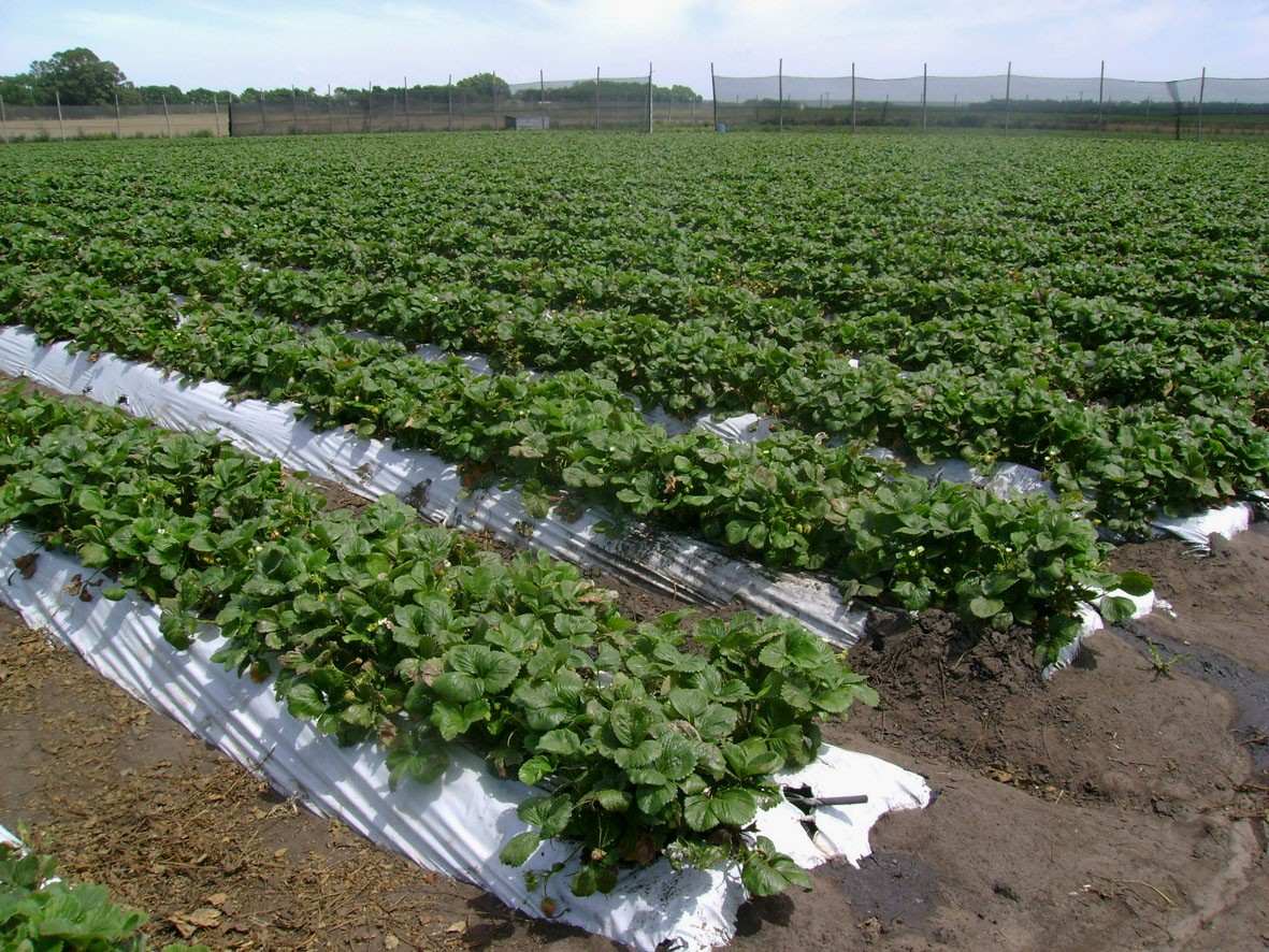 Planta De Frutilla Cuidados