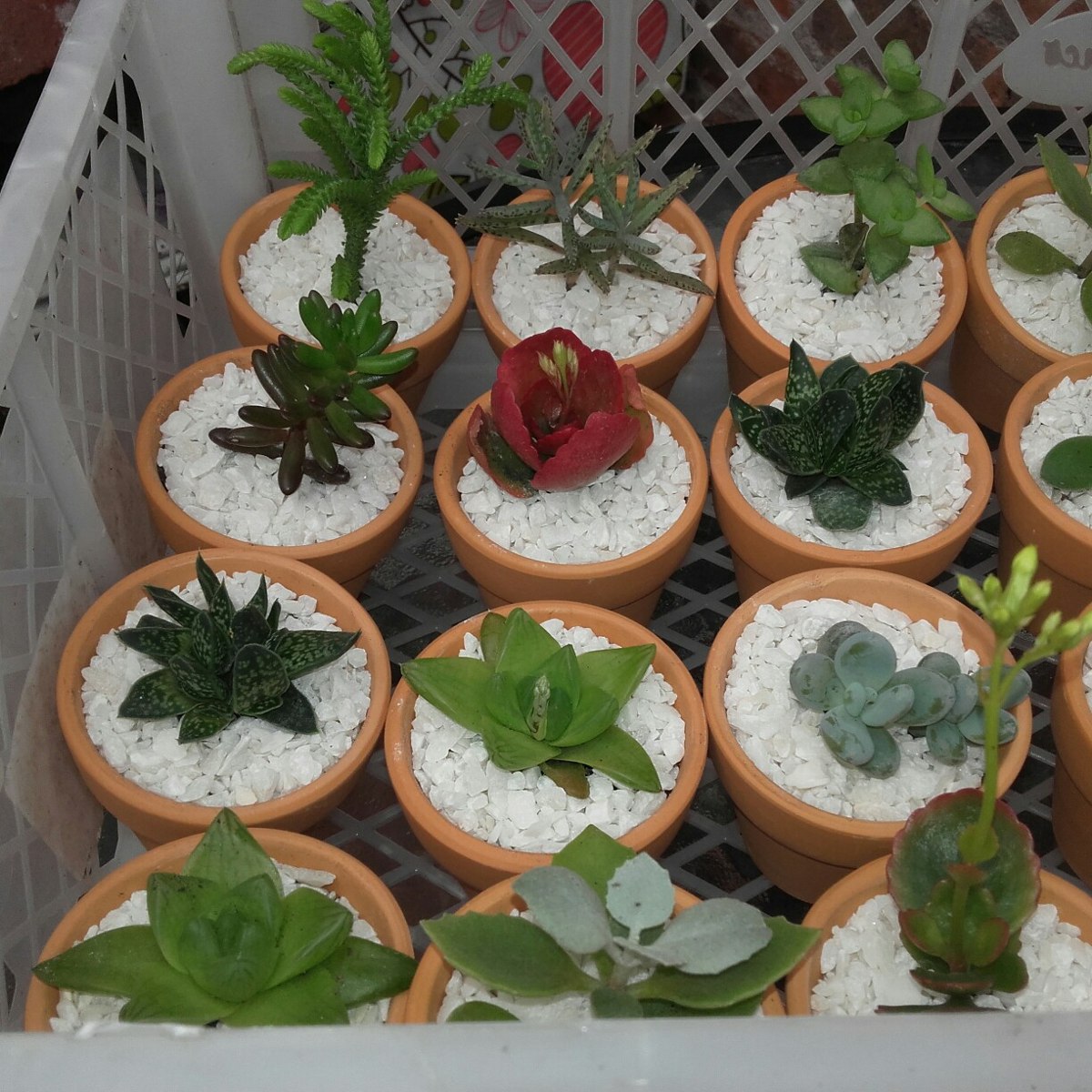 Regalos Sourvenir Centros De Mesa Suculentas Plantas - $ 50,00 en