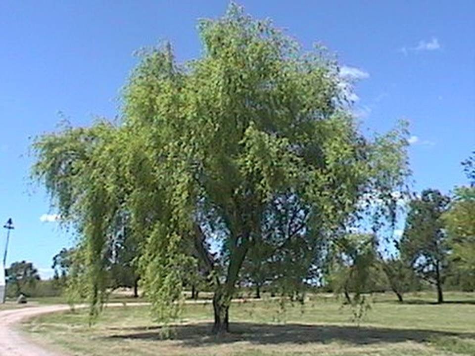 Sauce Criollo Blanco Árbol Floral Melíferosombra Rápido 45000