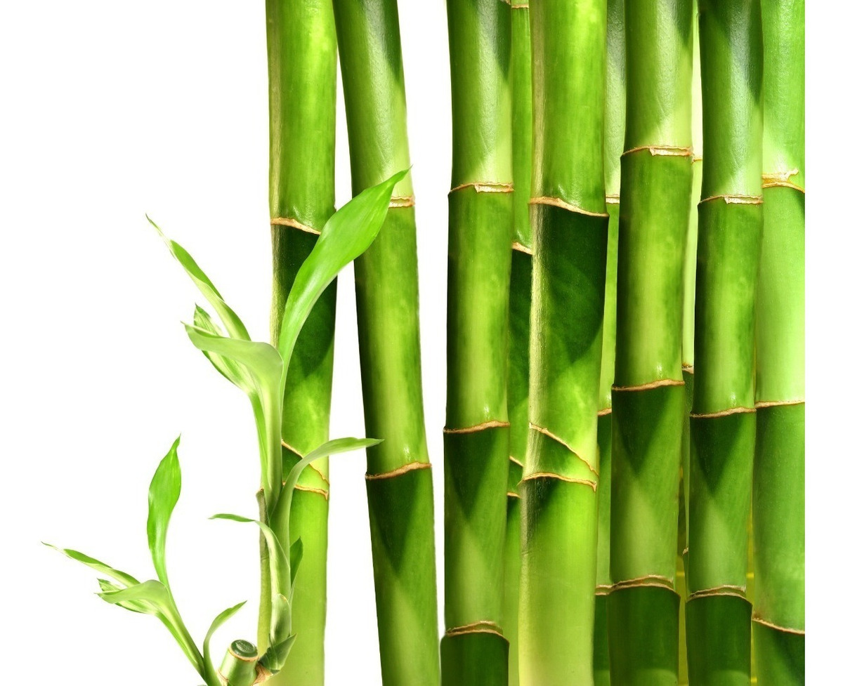 Sobre Para Sembrar 15 Plantas Ca as Bambu  Gigante 