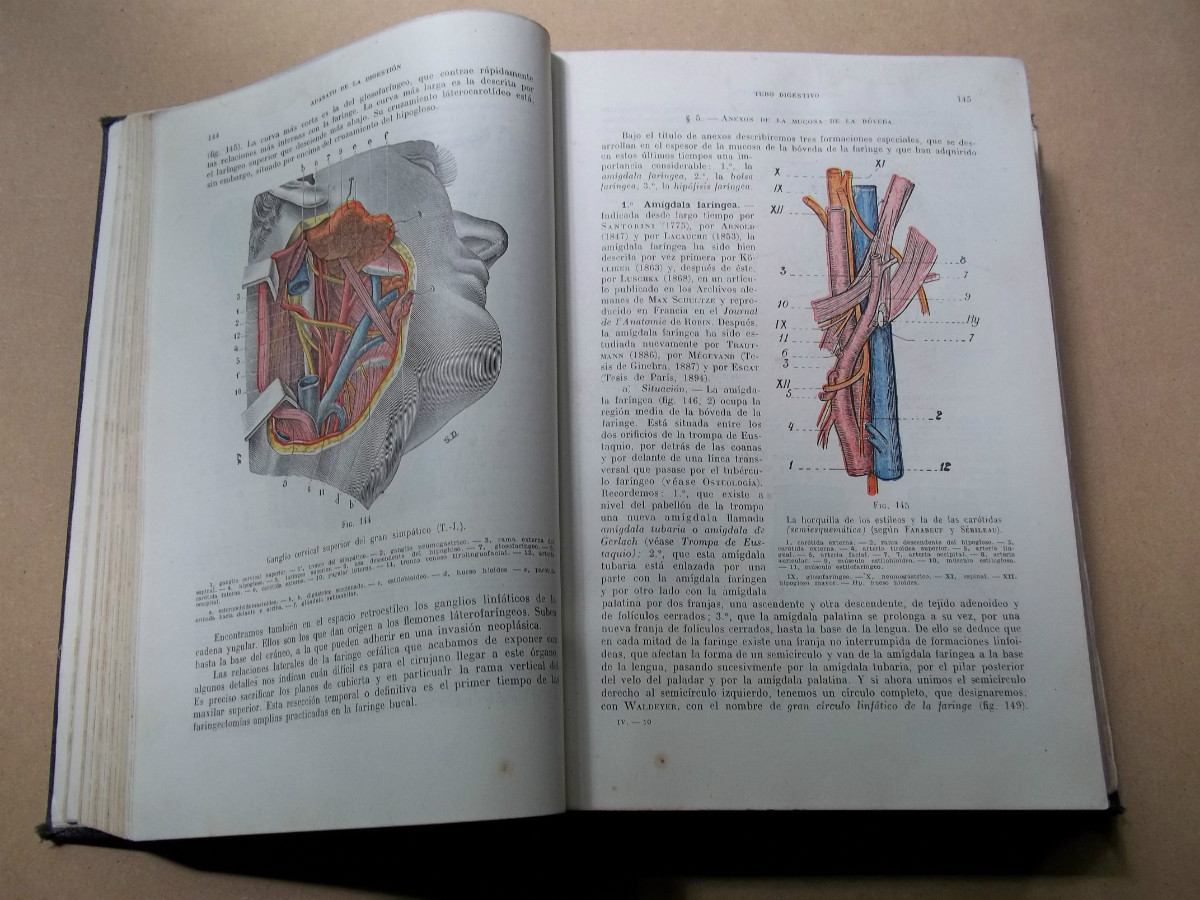 Anatomia Humana